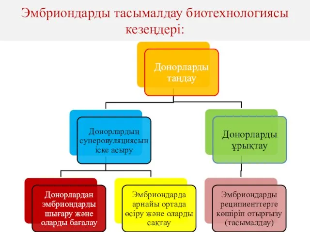 Эмбриондарды тасымалдау биотехнологиясы кезеңдері: