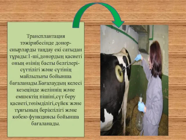 Трансплантация тәжірибесінде донор- сиырларды таңдау екі сатыдан тұрады:1-ші,донордың қасиеті оның өзінің