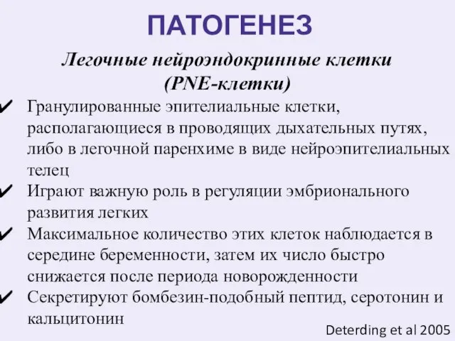 ПАТОГЕНЕЗ Легочные нейроэндокринные клетки (PNE-клетки) Гранулированные эпителиальные клетки, располагающиеся в проводящих