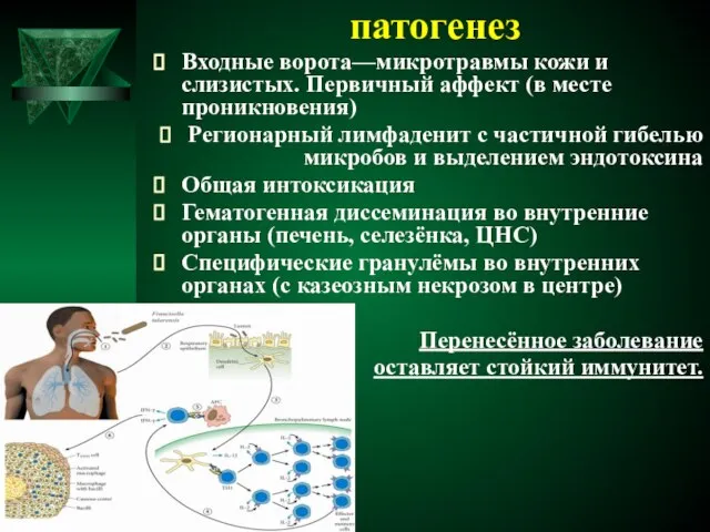 патогенез Входные ворота—микротравмы кожи и слизистых. Первичный аффект (в месте проникновения)