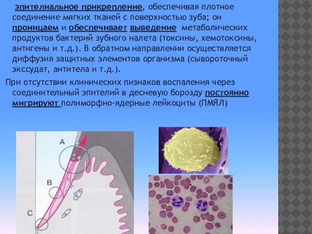 эпителиальное прикрепление, обеспечивая плотное соединение мягких тканей с поверхностью зуба; он