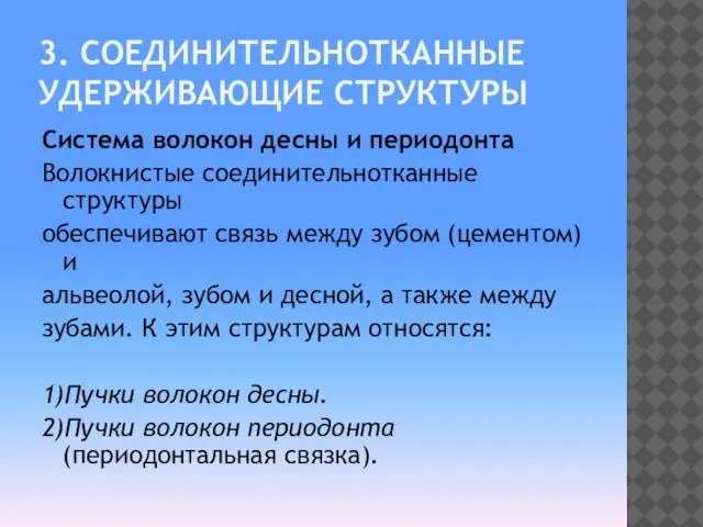 3. СОЕДИНИТЕЛЬНОТКАННЫЕ УДЕРЖИВАЮЩИЕ СТРУКТУРЫ Система волокон десны и периодонта Волокнистые соединительнотканные