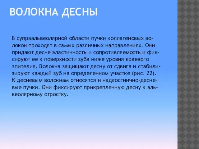 ВОЛОКНА ДЕСНЫ В супраальвеолярной области пучки коллагеновых во- локон проходят в