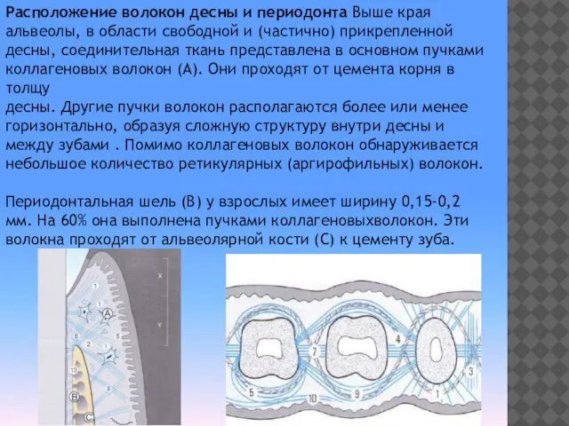 Расположение волокон десны и периодонта Выше края альвеолы, в области свободной