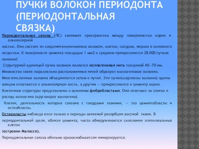 ПУЧКИ ВОЛОКОН ПЕРИОДОНТА (ПЕРИОДОНТАЛЬНАЯ СВЯЗКА) Периодонтальная связка (ПС) занимает пространство между