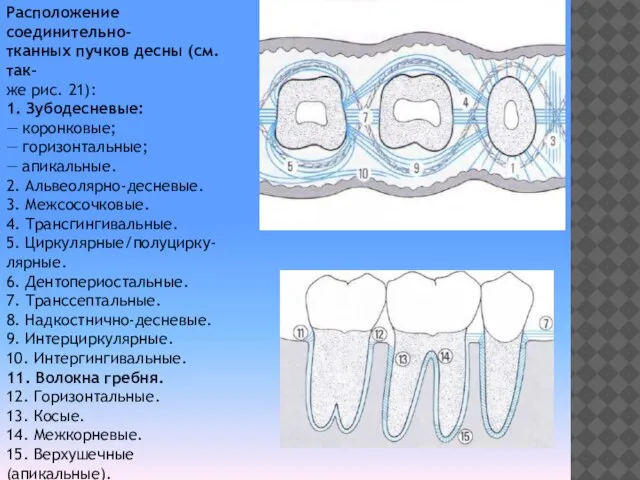 Расположение соединительно- тканных пучков десны (см. так- же рис. 21): 1.
