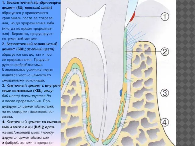 1. Бесклеточный афибриллярный цемент (БЦ; красный цвет) образуется у пришеечного края