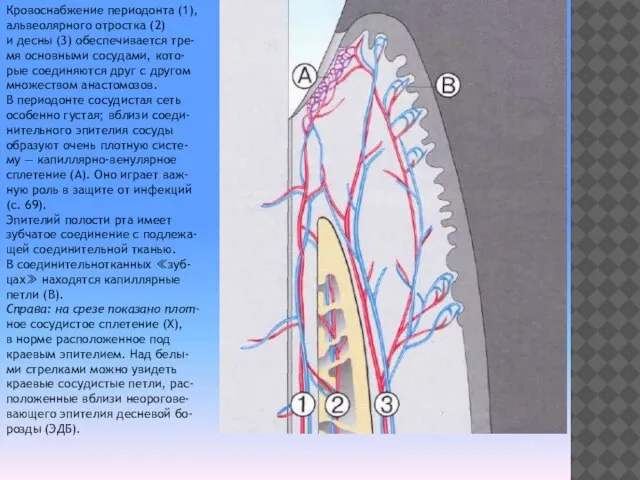 Кровоснабжение периодонта (1), альвеолярного отростка (2) и десны (3) обеспечивается тре-