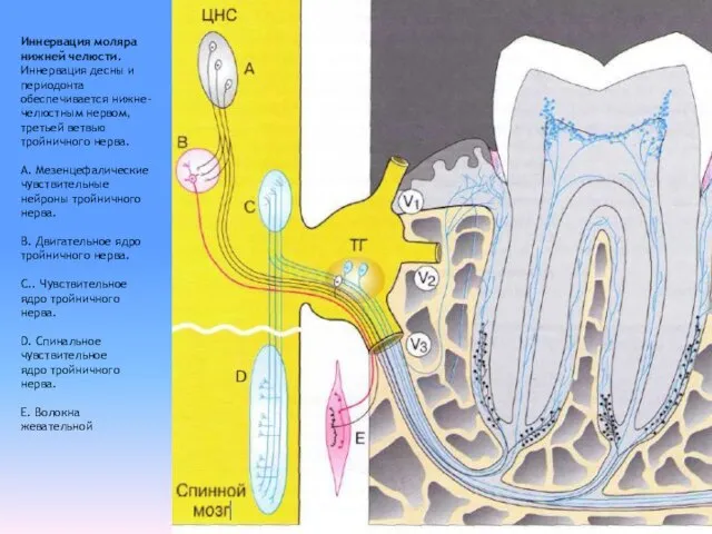 Иннервация моляра нижней челюсти. Иннервация десны и периодонта обеспечивается нижне- челюстным