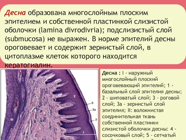 Десна образована многослойным плоским эпителием и собственной пластинкой слизистой оболочки (lamina