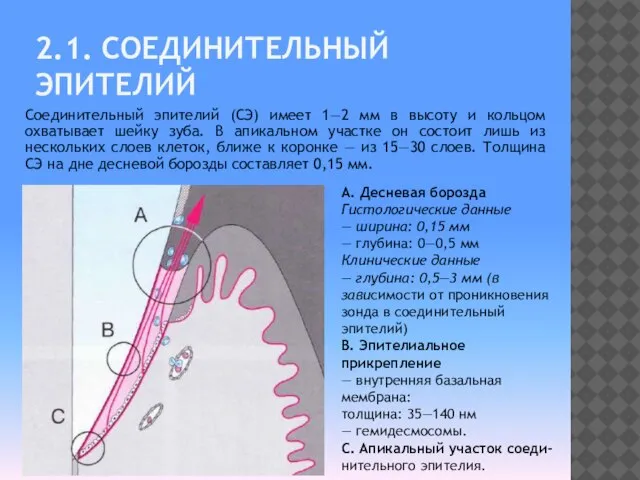 2.1. СОЕДИНИТЕЛЬНЫЙ ЭПИТЕЛИЙ Соединительный эпителий (СЭ) имеет 1—2 мм в высоту