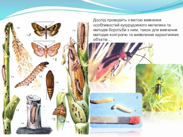 Дослід проводять з метою вивчення особливостей кукурудзяного метелика та методів боротьби