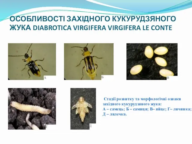 ОСОБЛИВОСТІ ЗАХІДНОГО КУКУРУДЗЯНОГО ЖУКА DIABROTICA VIRGIFERA VIRGIFERA LE CONTE Стадії розвитку