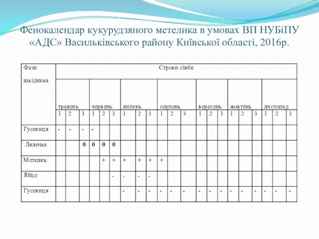 Фенокалендар кукурудзяного метелика в умовах ВП НУБіПУ «АДС» Васильківського району Київської області, 2016р.