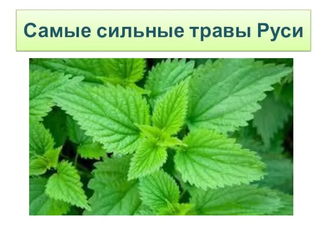 Самые сильные травы Руси