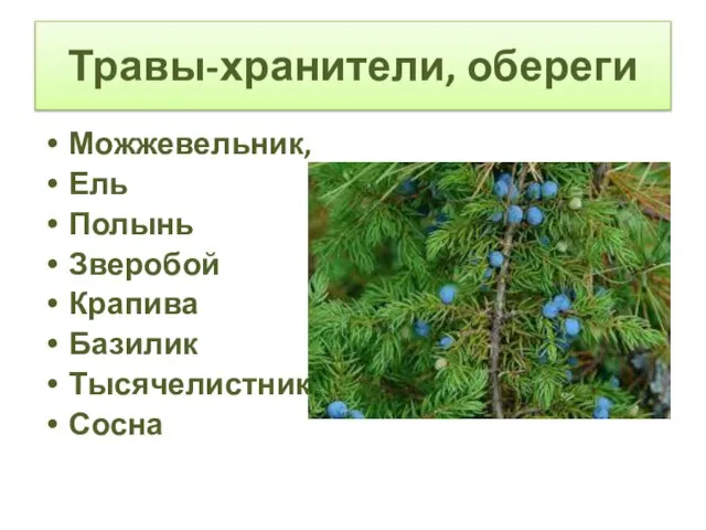 Травы-хранители, обереги Можжевельник, Ель Полынь Зверобой Крапива Базилик Тысячелистник Сосна