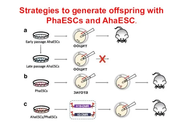 Strategies to generate offspring with PhaESCs and AhaESC. ооцит ооцит зигота