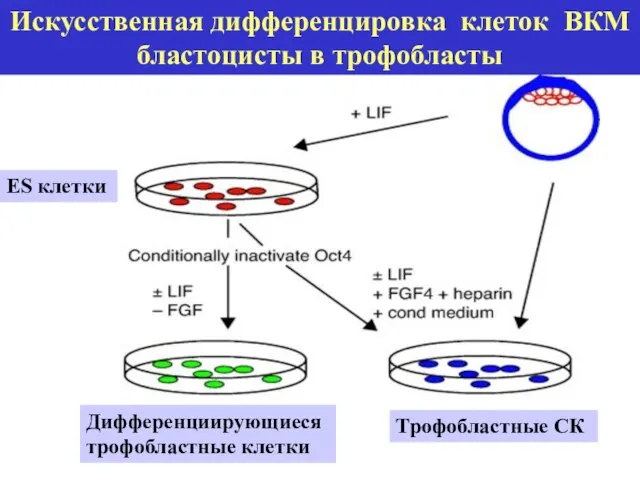 Искусственная дифференцировка клеток ВКМ бластоцисты в трофобласты Трофобластные СК ES клетки Дифференциирующиеся трофобластные клетки