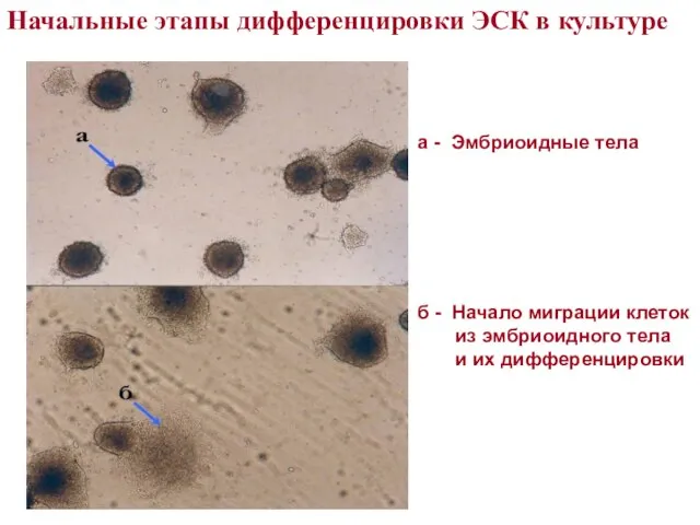 а - Эмбриоидные тела б - Начало миграции клеток из эмбриоидного