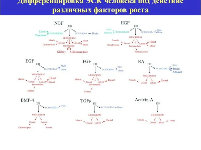 Дифференцировка ЭСК человека под действие различных факторов роста