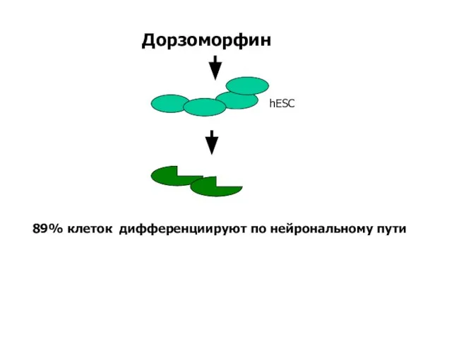 Дорзоморфин 89% клеток дифференциируют по нейрональному пути hESC