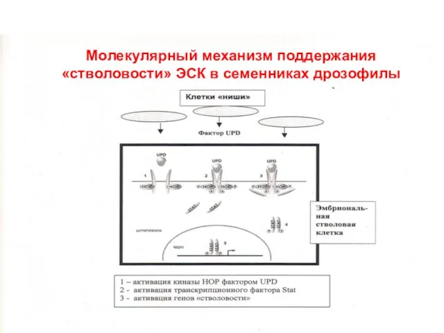 цитоплазма ядро транскрипция Молекулярный механизм поддержания «стволовости» ЭСК в семенниках дрозофилы