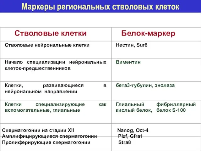 Маркеры региональных стволовых клеток Стволовые клетки Белок-маркер Стволовые нейрональные клетки Нестин,