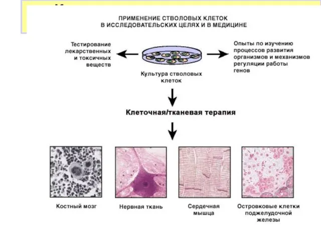 Использование стволовых клеток в исследовательских целях и в медицине Направленная дифференцировка