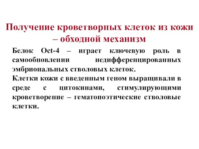 Белок Oct-4 – играет ключевую роль в самообновлении недифференцированных эмбриональных стволовых