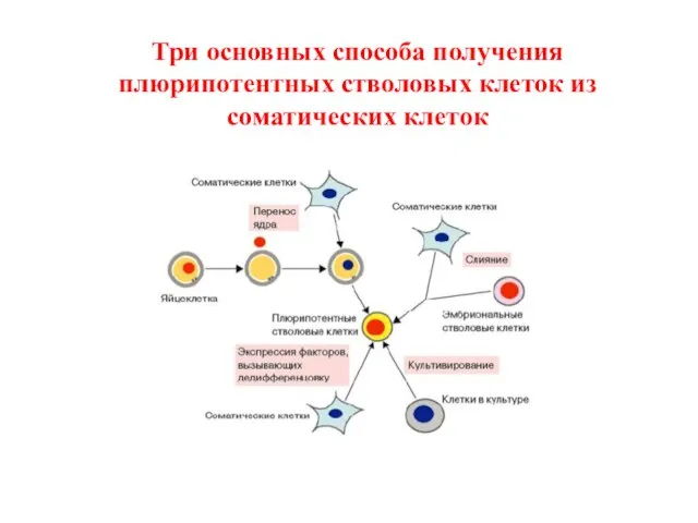 Три основных способа получения плюрипотентных стволовых клеток из соматических клеток