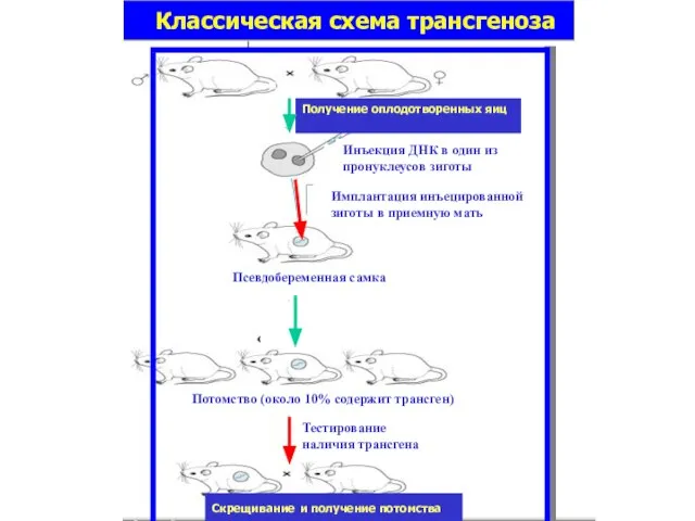 Инъекция ДНК в один из пронуклеусов зиготы Имплантация инъецированной зиготы в