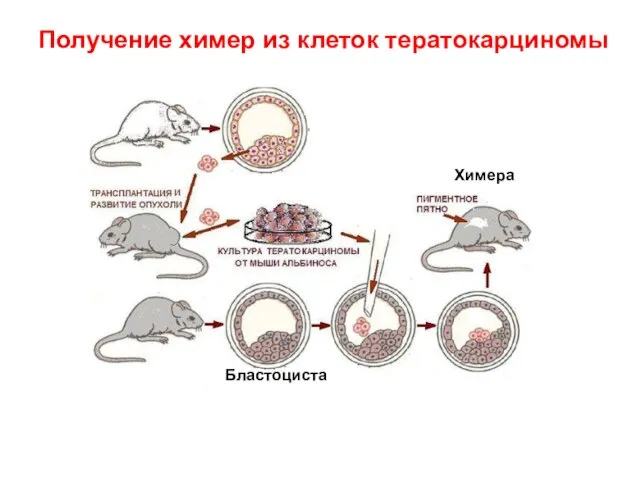 Получение химер из клеток тератокарциномы Химера Бластоциста