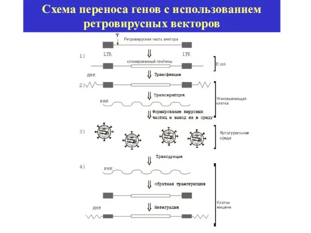 Схема переноса генов с использованием ретровирусных векторов Культуральная среда