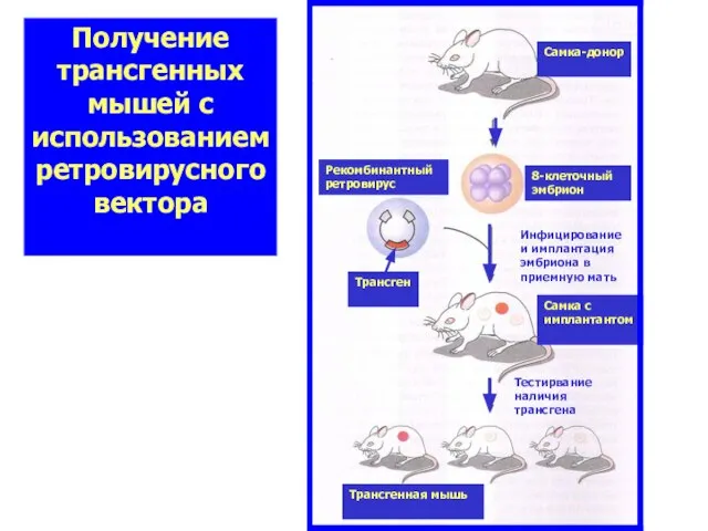 Получение трансгенных мышей с использованием ретровирусного вектора 8-клеточный эмбрион Самка-донор Рекомбинантный