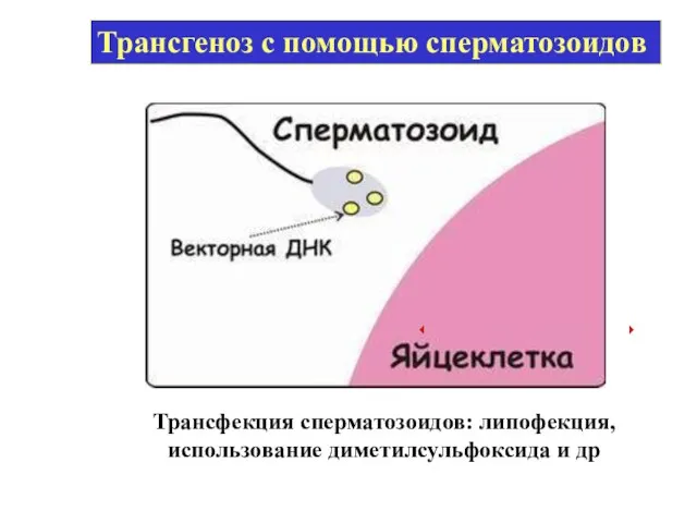 Трансфекция сперматозоидов: липофекция, использование диметилсульфоксида и др Трансгеноз с помощью сперматозоидов