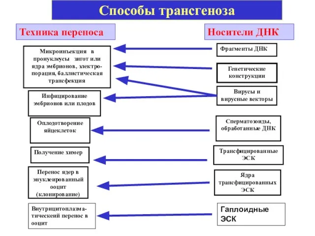 Способы трансгеноза Микроинъекция в пронуклеусы зигот или ядра эмбрионов, электро-порация, баллистическая