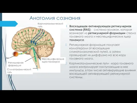 Анатомия сознания Восходящая активирующая ретикулярная система (RAS) - система волокон, которая