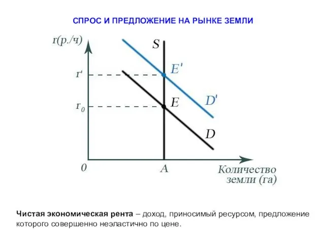 СПРОС И ПРЕДЛОЖЕНИЕ НА РЫНКЕ ЗЕМЛИ Чистая экономическая рента – доход,