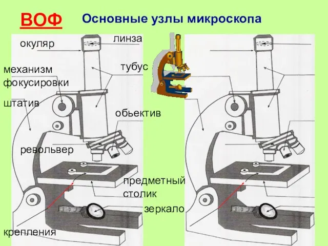 ВОФ Основные узлы микроскопа линза тубус обьектив штатив предметный столик окуляр механизм фокусировки зеркало крепления револьвер