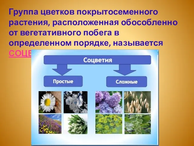 Группа цветков покрытосеменного растения, расположенная обособленно от вегетативного побега в определенном порядке, называется СОЦВЕТИЕМ.