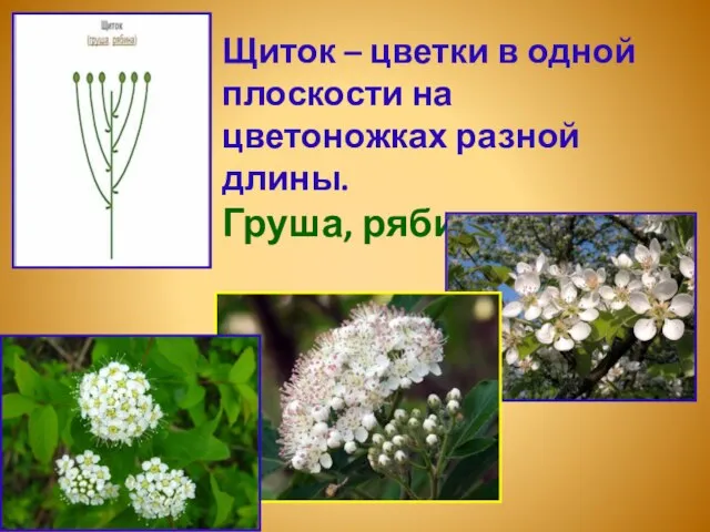 Щиток – цветки в одной плоскости на цветоножках разной длины. Груша, рябина, спирея