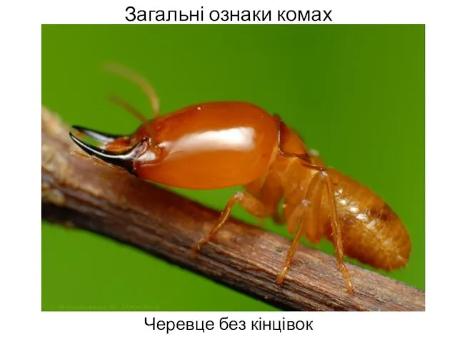 Загальні ознаки комах Черевце без кінцівок