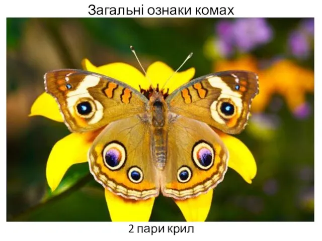 Загальні ознаки комах 2 пари крил