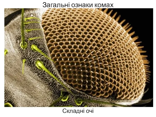 Загальні ознаки комах Складні очі