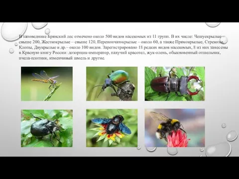 В заповеднике Брянский лес отмечено около 500 видов насекомых из 11