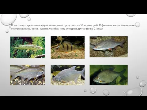 В настоящее время ихтиофауна заповедника представлена 30 видами рыб. К фоновым