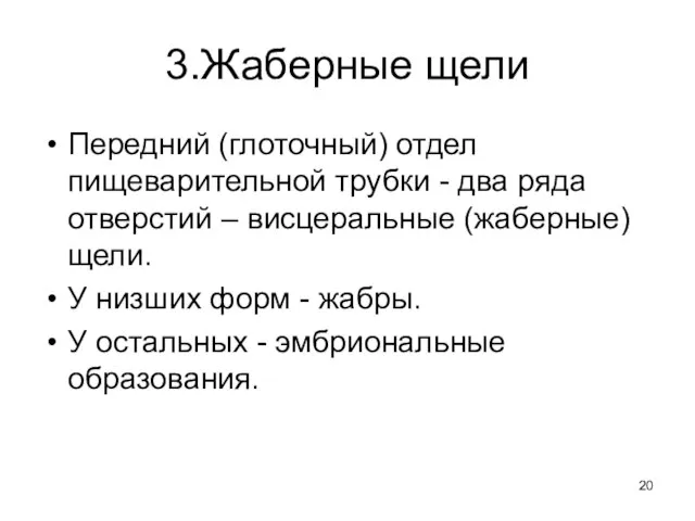 3.Жаберные щели Передний (глоточный) отдел пищеварительной трубки - два ряда отверстий