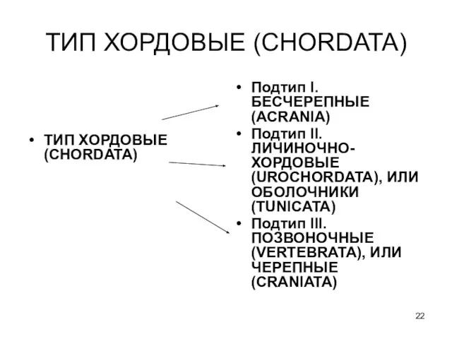 ТИП ХОРДОВЫЕ (CHORDATA) ТИП ХОРДОВЫЕ (CHORDATA) Подтип I. БЕСЧЕРЕПНЫЕ (ACRANIA) Подтип