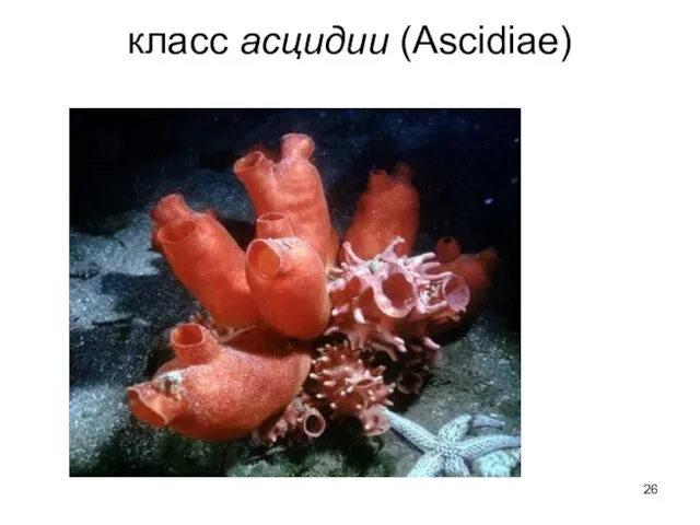 класс асцидии (Ascidiae)