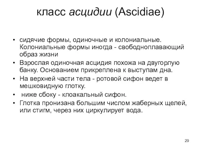 класс асцидии (Ascidiae) сидячие формы, одиночные и колониальные. Колониальные формы иногда